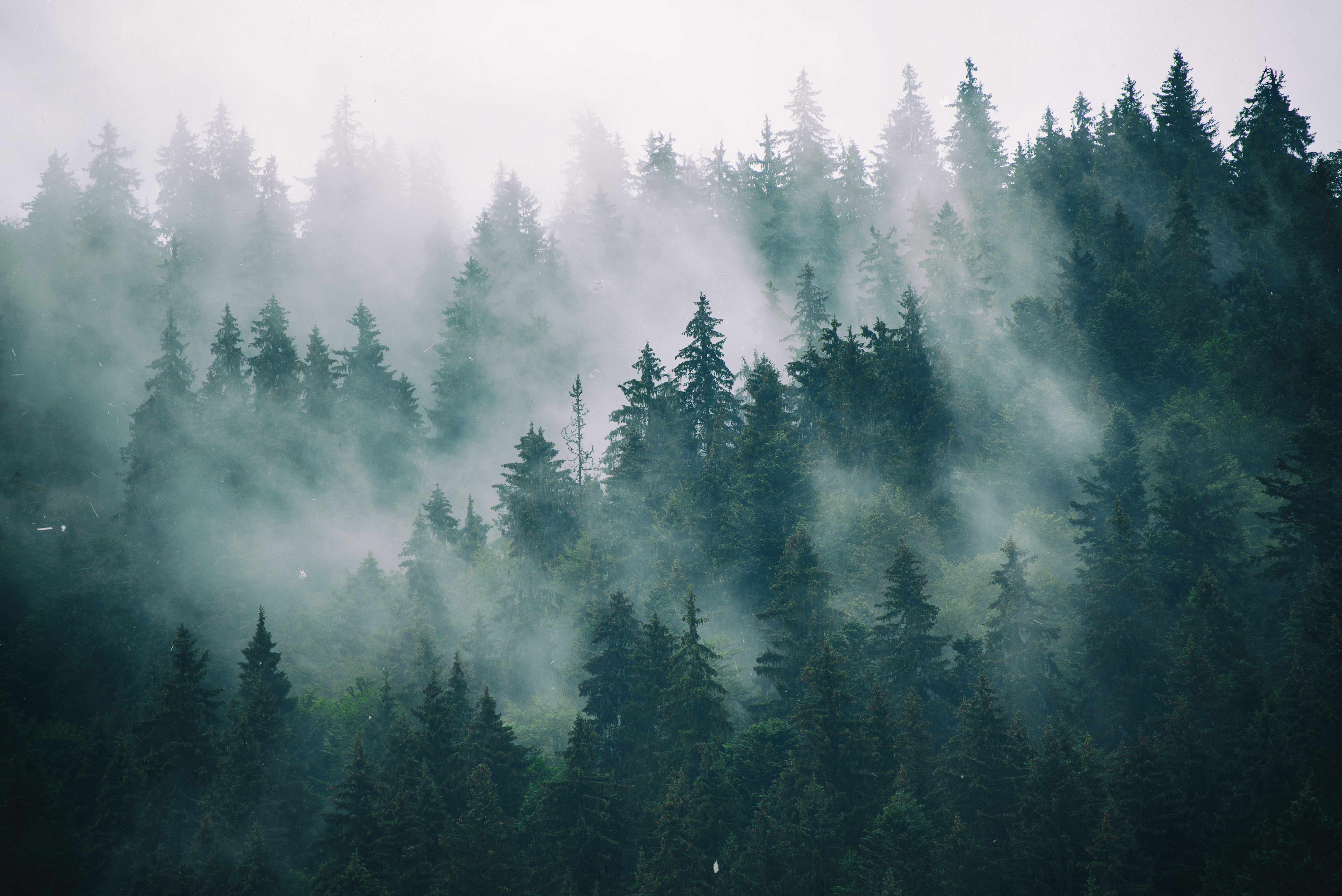 wald